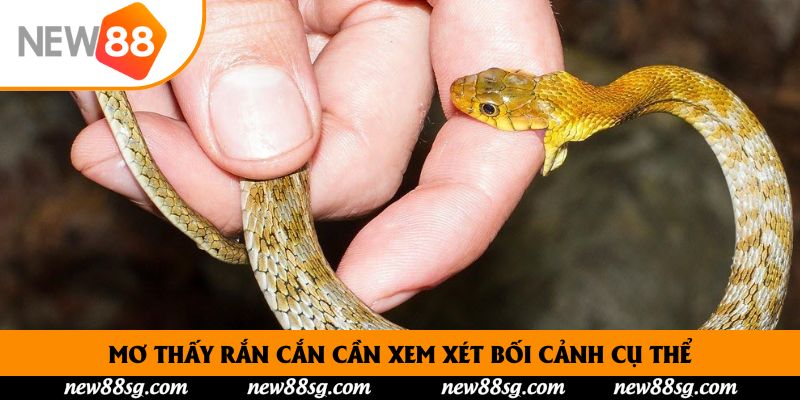 Mơ thấy rắn cắn cần xem xét bối cảnh cụ thể