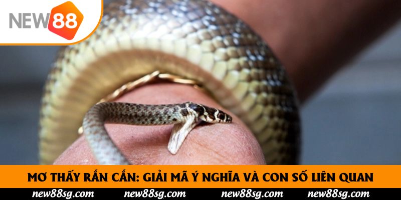 Mơ Thấy Rắn Cắn: Giải Mã Ý Nghĩa Và Con Số Liên Quan