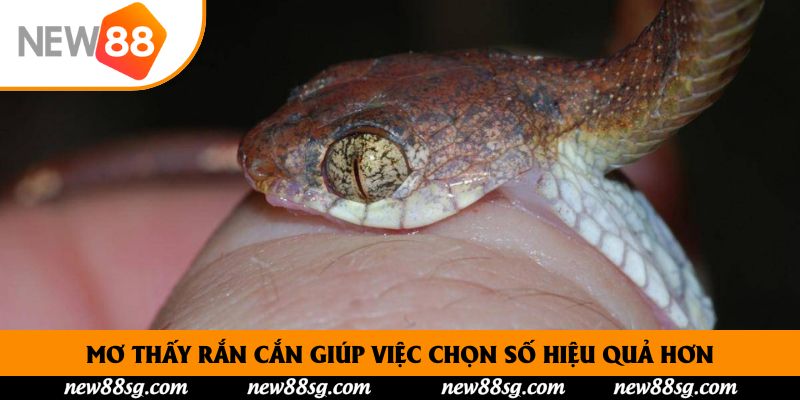 Mơ thấy rắn cắn giúp việc chọn số hiệu quả hơn